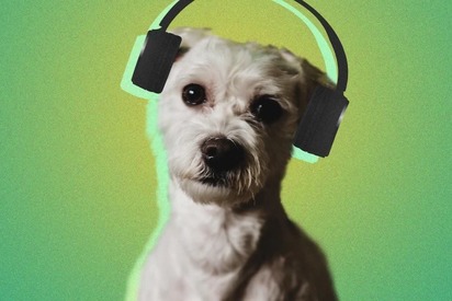 Музыка для домашних животных от Spotify