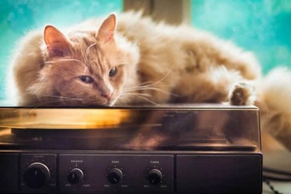 Как музыка для кошек влияет на наших питомцев – результаты исследования из Луизианы