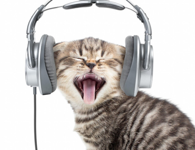 Как музыка для кошек влияет на наших питомцев – результаты исследования из Луизианы